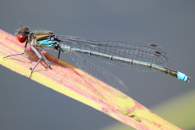 Erythromma najas ♂, D10 NSG Alte Fulda bei Blankenheim (Krollbachstau), Bein fehlt, 07.07.12, A. Werner