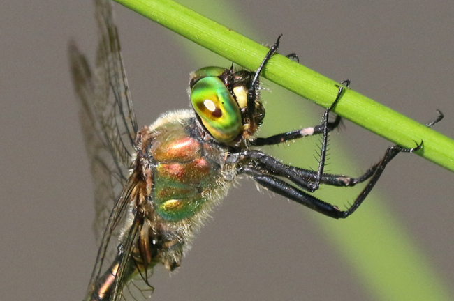 Somatochlora metallica ♂, F07 Meckbach (Waldteich), 27.07.14-2, A. Werner