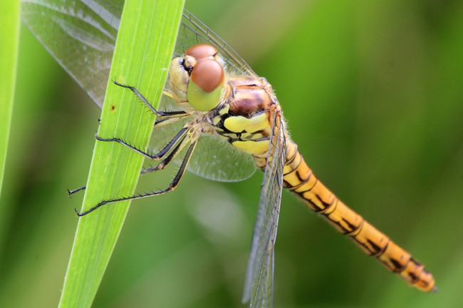 Sympetrum striolatum ♀, immat. D02 Bebra, Fuldaaue (gestaltete Kleingewässer), 20.07.12-1, A. Werner