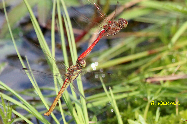 Sympetrum vulgatum Paar Eiablage, O01 NSG Moor bei Wehrda, 22.08.13-1, A. Werner