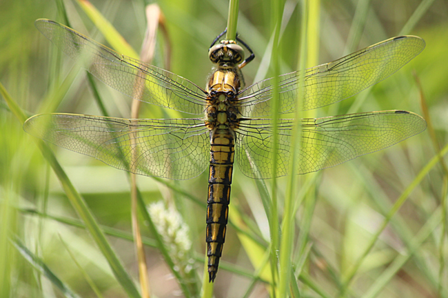 Orthetrum cancellatum ♀, D13 NSG Ulfewiesen bei Weiterode, 06.06.13-3, A. Werner