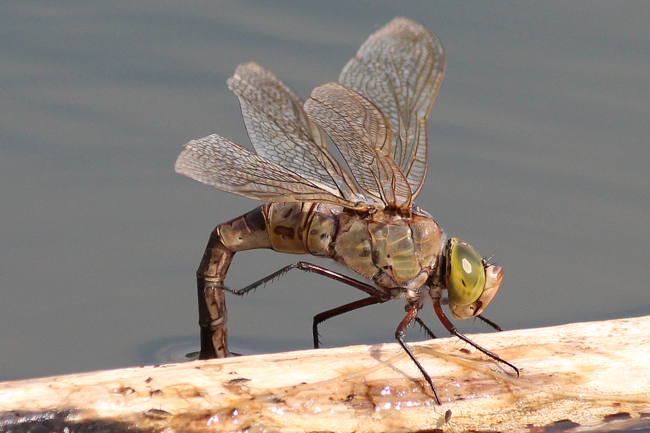 Anax parthenope ♀ Eiablage, D03.1 Bebra, Kiesgruben Nr. 1, 04.09.12-1 A. Werner