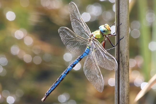 Anax imperator ♂, D13 NSG Ulfewiesen bei Weiterode, 01.08.13, A. Werner