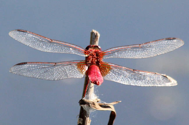 Crocothemis erythraea ♂, F06 Meckbach, Fuldasumpfwiesen, 05.09.13-1, A. Werner