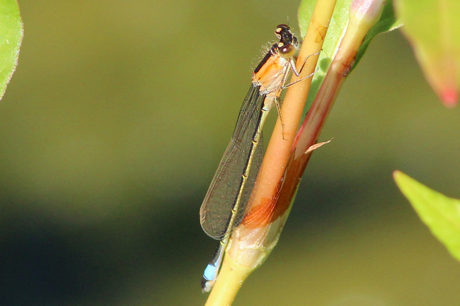 Ischnura elegans ♀ jung orange, D05 Blankenheim, Fuldaaue (Seitengerinne), 02.08.11, A. Werner