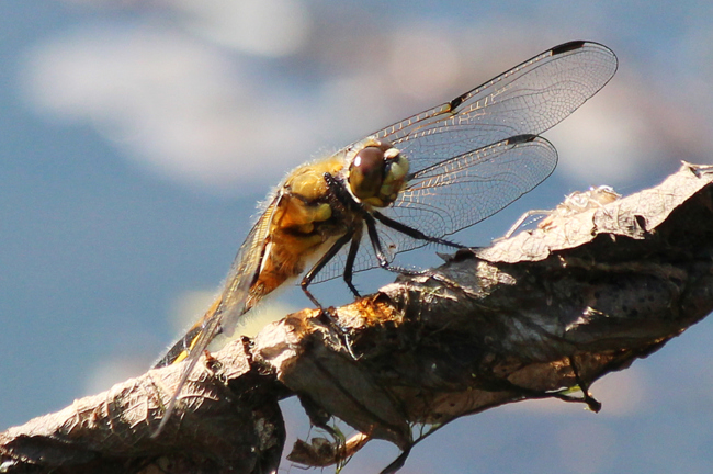 Libellula quadrimaculata jung, B07 NSG Haselgrund bei Schwarzenhasel, 26.05.12, A. Werner