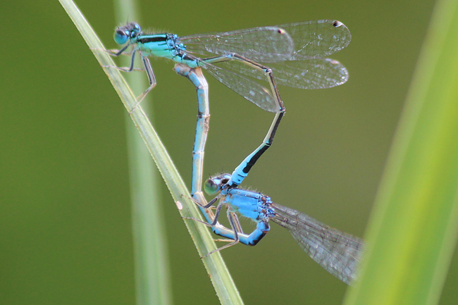 Ischnura pumilio Paar, ♀himmelblau, F06 Meckbach, Fuldasumpfwiesen, 21.08.12. A. Werner