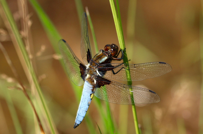 Libellula depressa ♂, J01 NSG Bruchwiesen bei Mengshausen, 26.06.2020, H. Heidl