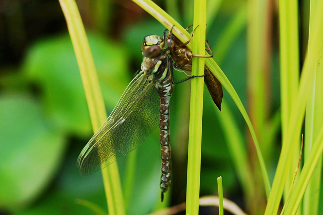 Aeshna juncea ♂, I05 Bad Hersfeld, Gartenteich, 04.07.12, H. Eigenbrod