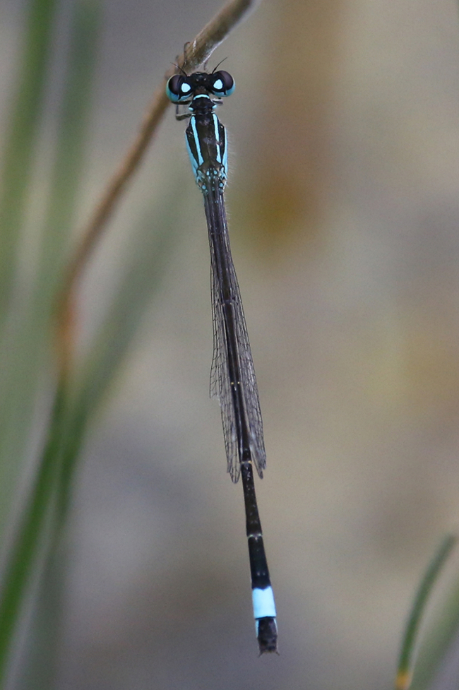 Ischnura elegans ♂, D03.1 Bebra, Kiesgruben Nr. 1 (ehemaliges Abbaugebiet), 05.08.14, A. Werner