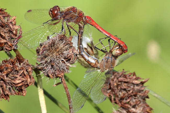 Sympetrum vulgatum Paar, B01 Atzelrode (Kleingewässer), 24.09.11, A. Werner