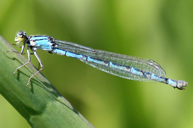 Enallagma cyathigerum ♀, F05 Meckbach, Die Nassen Wiesen, 22.07.13, A. Werner