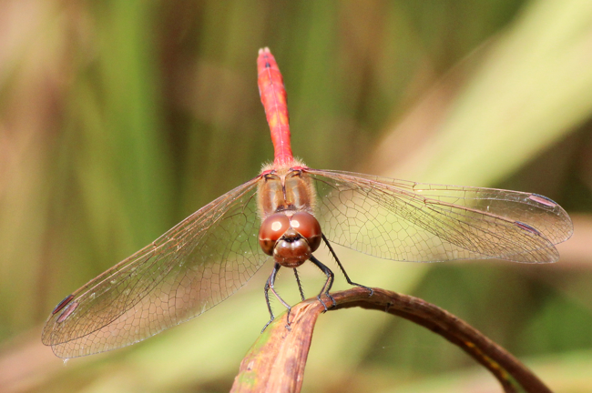 Sympetrum vulgatum ♂, D18 Weiterode, Rallenteiche Im Nausisgrund, 22.08.11, A. Werner