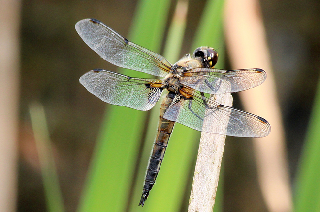 Libellula quadrimaculata ♂, D13 NSG Ulfewiesen bei Weiterode, 25.07.13, A. Werner