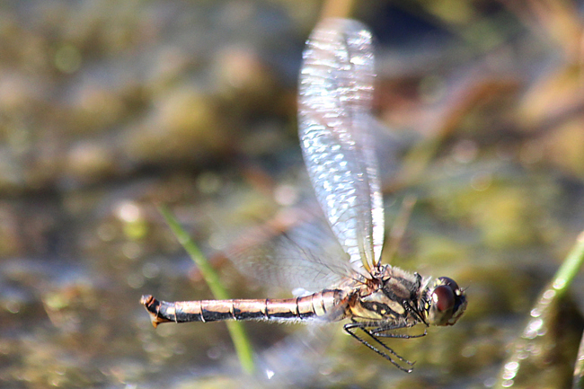 Sympetrum danae ♀ Eiablage, F06 Meckbach, Fuldasumpfwiesen (gestaltetes Kleingewässer), 01.10.13-1, A. Werner