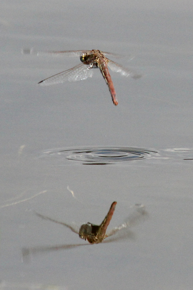 Sympetrum fonscolombii ♀ Eiablage, D10 NSG Alte Fulda bei Blankenheim (Flutmulde), 11.08.12, A. Werner