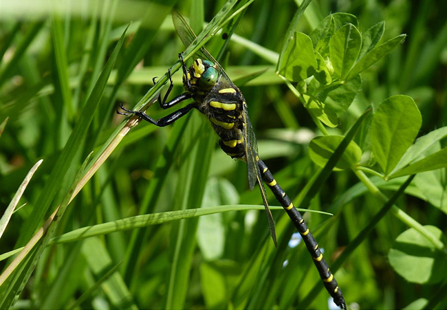 Cordulegaster boltonii ♂, I13 Bad Hersfeld Hüttenbachtal, 10.08.13, G. Koska