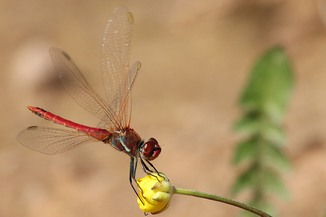 Sympetrum fonscolombii ♂, D02 Bebra, Fuldaaue (gestaltete Kleingewässer), 20.05.12-1, A. Werner