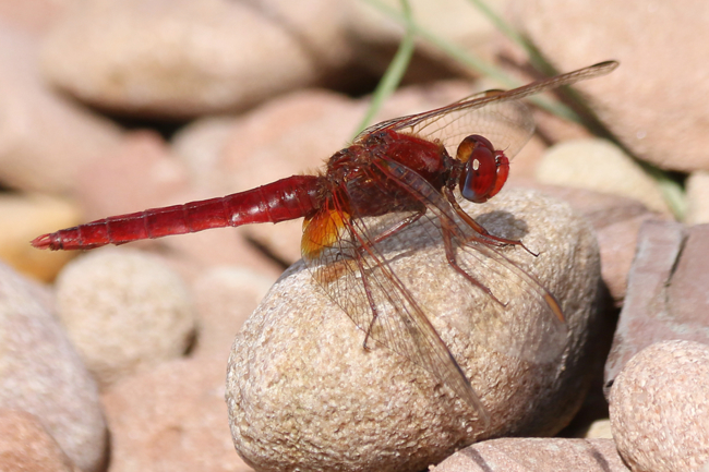 Crocothemis erythraea ♂, D03.1 Bebra, Kiesgruben Nr. 3, 04.08.14-3, A. Werner