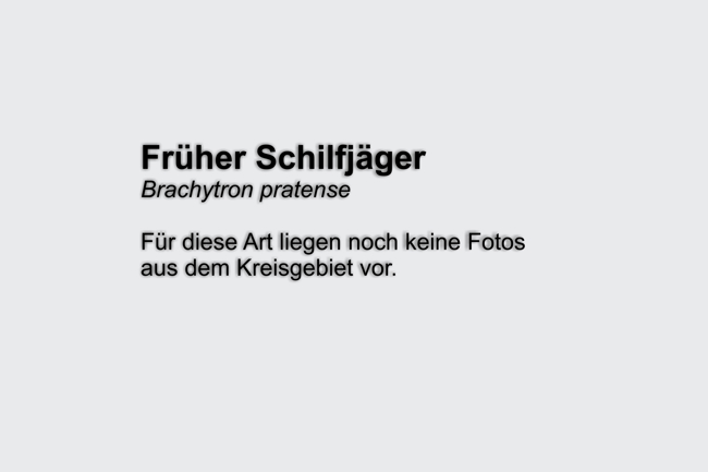 Früher Schilfjäger