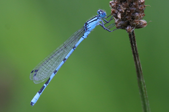 Enallagma cyathigerum ♂, D03.1 Bebra, Kiesgruben Nr. 1, 05.08.14, A. Werner