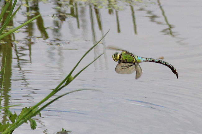 Anax imperator ♀, F06 Meckbach, Fuldasumpfwiesen, 22.07.12, 1 A. Werner