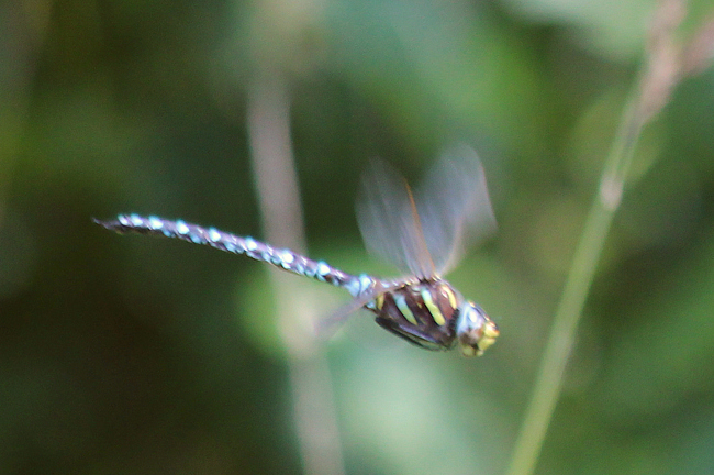 Aeshna juncea ♂, K01 Raboldshausen, Kleingewässer (Schnepfenwiese), 17.08.13, A. Werner