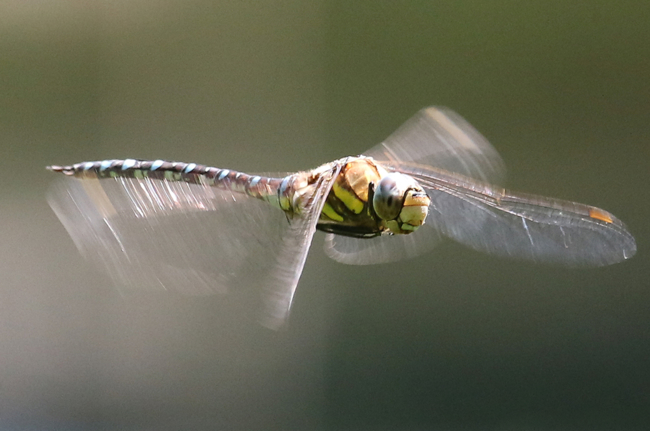 Aeshna mixta ♂, D21 Lüdersdorf, Lehmbachtal, (Fischteiche), 08.08.14, A. Werner