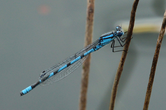 Enallagma cyathigerum ♂ Beleg LB, D03.1 Bebra, Kiesgruben Nr. 1, 31.10.14, A. Werner