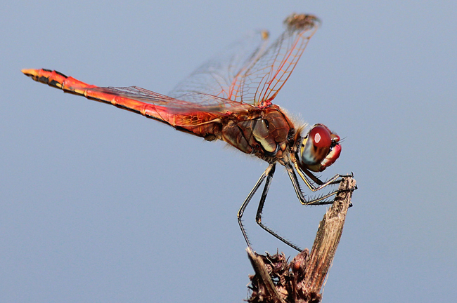 Sympetrum fonscolombii ♂, D10 NSG Alte Fulda bei Blankenheim (gestaltete Flutmulde), 25.07.12-2, A. Werner