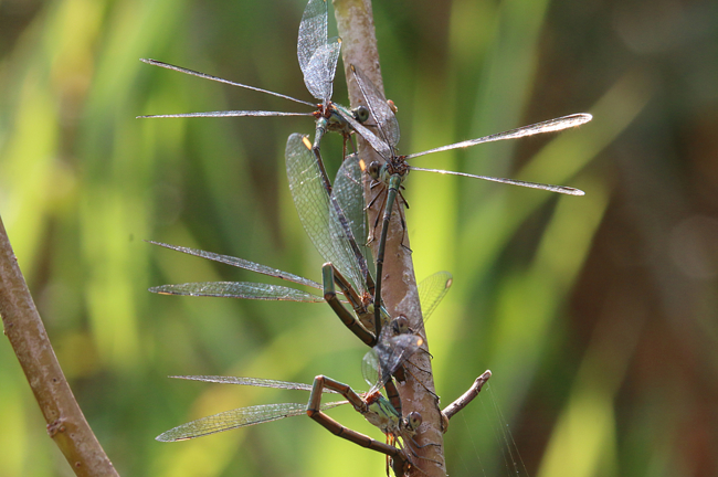 Lestes viridis 2 Paare Eiablage, D13 NSG Ulfewiesen bei Weiterode (gestalteter Weiher), 14.09.14, A. Werner