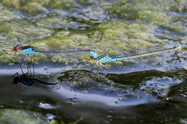 Erythromma viridulum, Paar, D05 Blankenheim, Fuldaaue (Seitengerinne), 28.06.12, A. Werner