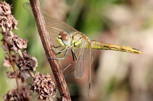 Sympetrum fonscolombii ♀, frisch geschl., D02 Bebra, Fuldaaue (gestaltete Kleingewässer), 09.09.12-1, A. Werner