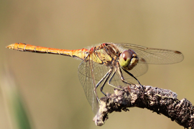 Sympetrum vulgatum ♀, D13 NSG Ulfewiesen, (gestaltete Kleingewässer), 19.08.12, A. Werner