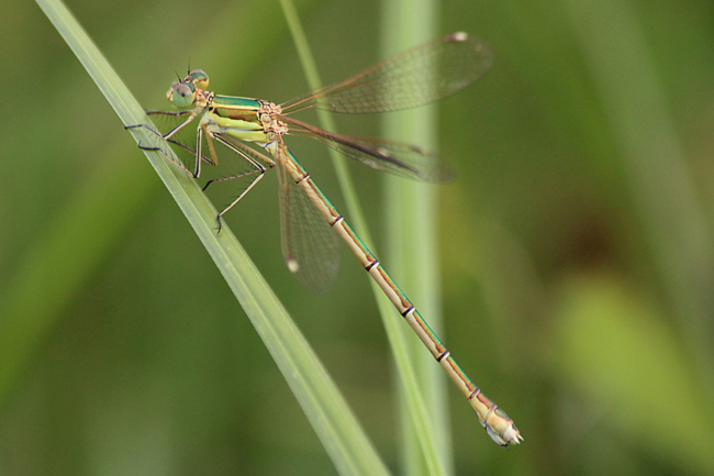 Lestes barbarus ♀, F05 Meckbach, Die Nassen Wiesen (Grabenstau), 22.07.12, A. Werner