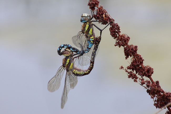 Aeshna mixta Paar, F06 Meckbach, Fuldasumpfwiesen, 23.09.13, A. Werner