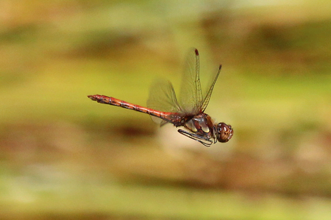 Sympetrum striolatum ♂, A6 Hergershausen, Tongrube, 14.09.12-1, A. Werner