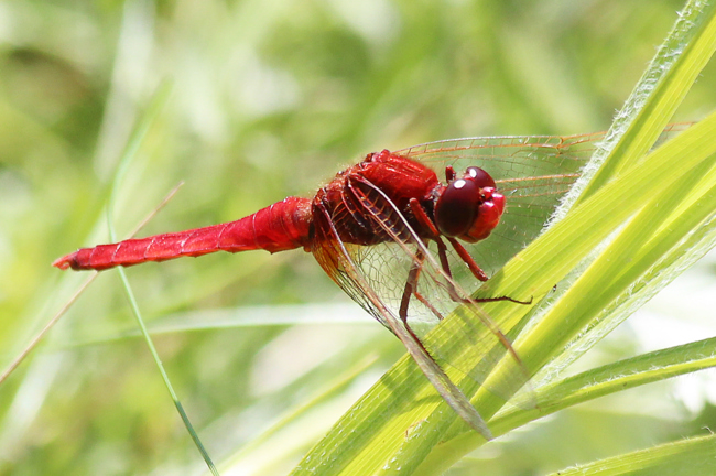 Crocothemis erythraea ♂, D13 NSG Ulfewiesen bei Weiterode, 14.07.13, A. Werner