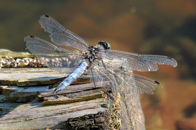 Orthetrum cancellatum ♂, D03 Bebra, Großer Kiessee, 04.09.12, A. Werner