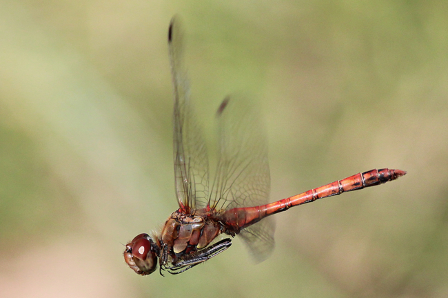 Sympetrum striolatum ♂, B01 Atzelrode, Kleingewässer, 24.09.11, A. Werner