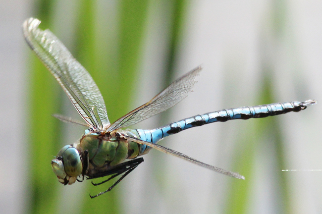 Anax imperator ♂, D02 Bebra, Fuldaaue (gestaltete. Kleingewässer), 08.08.12, A. Werner