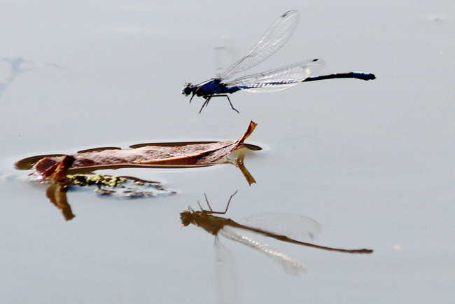 Enallagma cyathigerum ♂, D03 Bebra, Großer Kiessee, 04.08.12, A. Werner