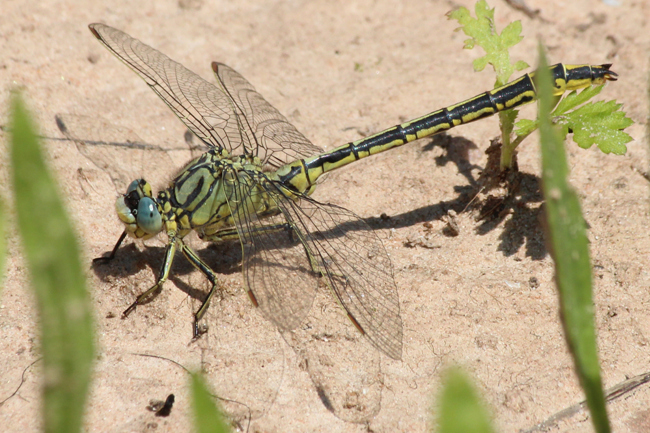 Gomphus pulchellus ♂, D10 NSG Alte Fulda bei Blankenheim, 07.07.13, A. Werner