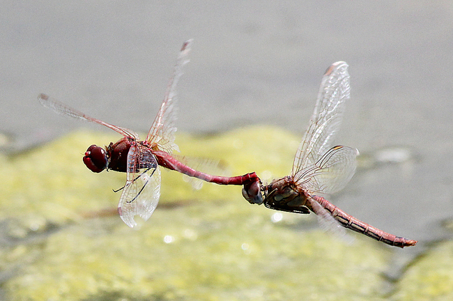 Sympetrum fonscolombii Paar, D10 NSG Alte Fulda bei Blankenheim, 11.08.12, A. Werner