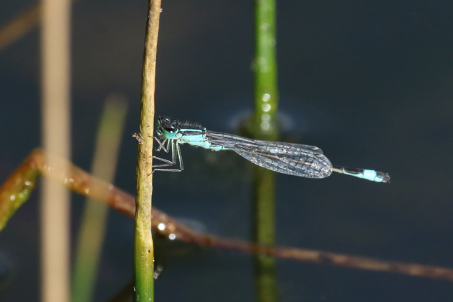 Ischnura elegans ♂ Beleg, D03.1 Bebra, Kiesgruben Nr. 1 (Abbau beendet), 18.10.14, A. Werner