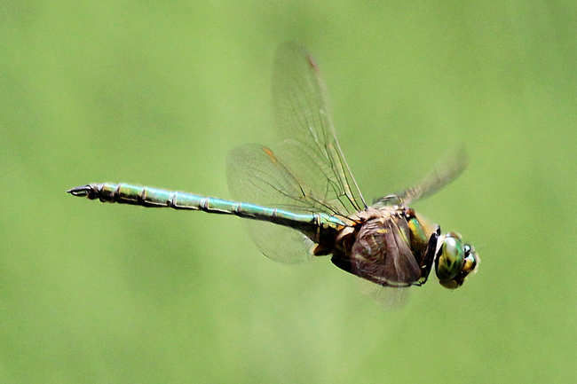 Somatochlora metallica ♂ , D21 Lüdersdorf, Lehmbachtal (Fischteiche), 24.06.12-1, A. Werner