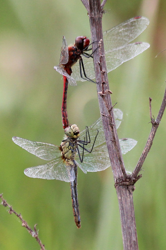 Sympetrum sanguineum Paar, F06 Meckbach, Fuldasumpfwiesen (Quellsumpf), 23.09.13, A. Werner