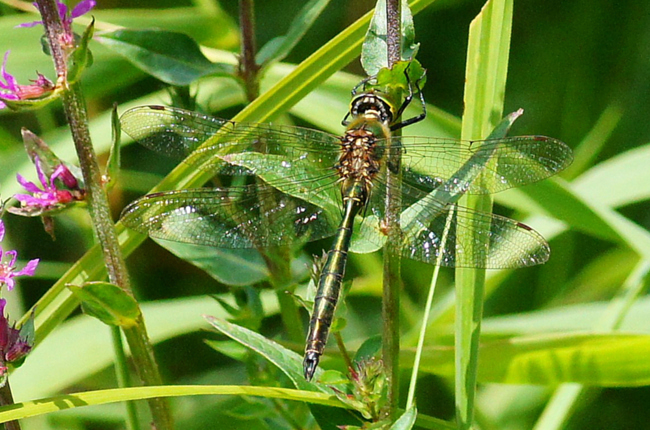 Somatochlora metallica ♂, I10 Bad Hersfeld, Teiche Im Glasbachtal, 18.07.12 2, H. Eigenbrod