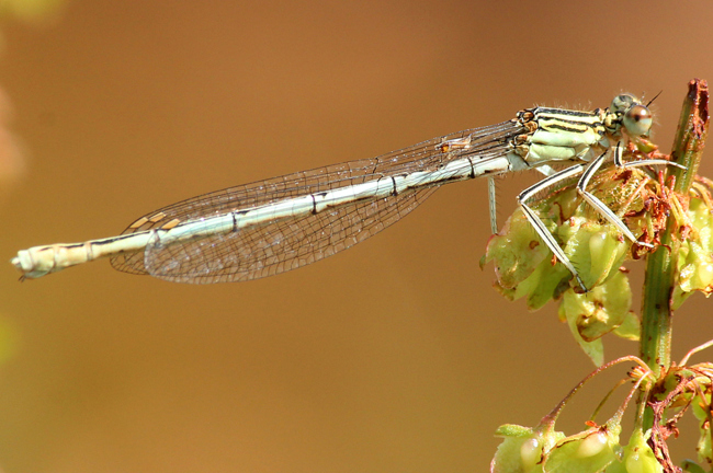 Platycnemis pennipes ♀, D02 Bebra, Fuldaaue (gestaltete Kleingewässer), 17.06.12, A. Werner