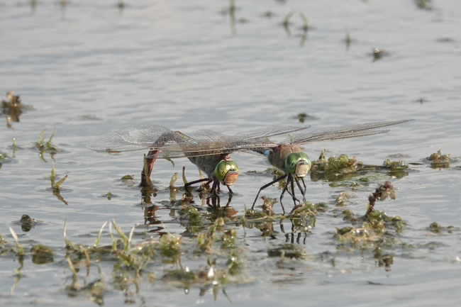 Anax parthenope, Paar Eiablage, D33 Bebra Finkenroth. 05.07.22 -1, A. Werner